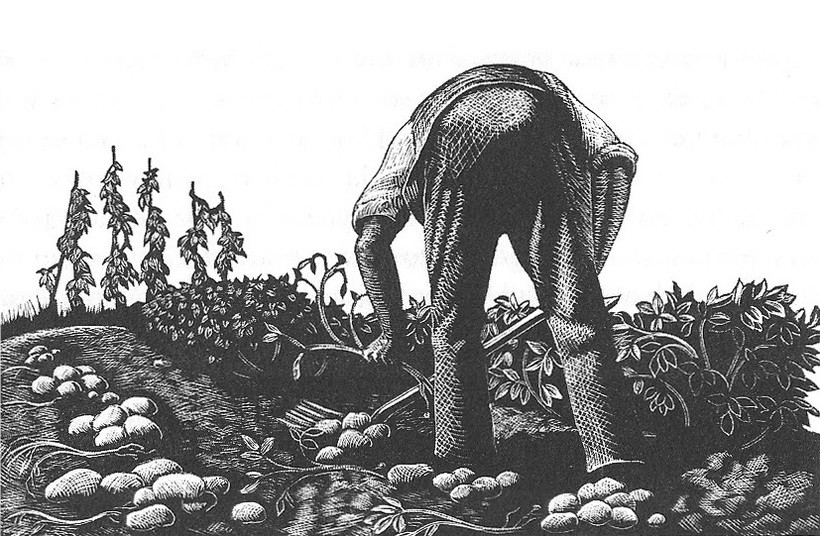 Man digging potatoes